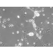 Mouse Neurons-spinal cord (MN-sc) - Phase contrast, 200x.
