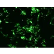 Mouse Pulmonary Alveolar Macrophages (MPAMa) - Immunostaining for F4/80, 200x
