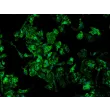 Mouse Pulmonary Alveolar Macrophages (MPAMa) - Immunostaining for F4/80, 200x
