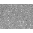 Rat Brain Vascular Pericytes (RBVP)-Phase Contrast, 100x.
