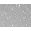 Rat Hepatic Stellate Cells-adult (RHSteC-a)-Relief contrast, 200x.
