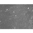 Rat Lymphatic Fibroblasts Phase Contrast