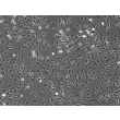 R7500 phase contrast 100x