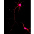 Rat Neurons-dorsal spinal cord (RN-dsc) - Immunostaining for β-Tubulin III, 400x.
