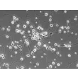 Rat Neurons-spinal cord (RN-sc) - Phase contrast, 200x.
