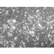 Rat Neurons-ventral spinal cord (RN-vsc) - Phase contrast, 100x.
