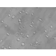 Rat Oligodendrocyte Precursor Cells (ROPC) – Relief Contrast, 400x.
