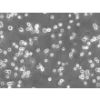 Rat Oligodendrocyte Precursor Cells (ROPC) – Phase Contrast, 200x.
