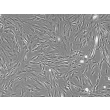 Rat Pulmonary Artery Smooth Muscle Cells (RPASMC)- Phase Contrast, 100x