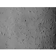 Rat Salivary Gland Fibroblasts (RSGF) - Relief contrast, 100x.
