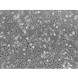 Rat Salivary Gland Fibroblasts (RSGF) - Phase contrast, 100x.

