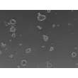 Ready-to-use Airway Spheroids at 48 hour post thawing
