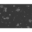 Ready-to-use Airway Spheroids at 24 hour post thawing
