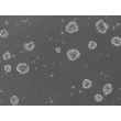 A. Ready-to-use 3D human BBB spheroids at 48 hours after thawing
