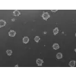 Ready-to-use 3D osteoblast spheroids at 24 hours after thawing