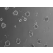 Ready-to-use 3D osteoblast spheroids at 48 hours after thawing