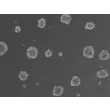 Ready-to-use 3D osteoblast spheroids at 24 hours after thawing