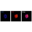 Human Hepatic Sinusoidal Endothelial Cell Spheroids express the endothelial cell marker von Willebrand factor (vWF). 