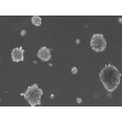 Ready-to-use 3D MSC Spheroids at Day 2 post thawing