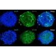 Expression of the stem cell markers in human MSC spheroids