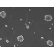 Ready-to-use 3D MSC Spheroids at Day 1 post thawing