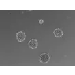 Morphology of 3D Mini-Kidney Spheroids at Day 3 Post Thawing