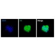 Human Ovarian Fibroblast Spheroids express the fibroblast marker fibronectin (FN)