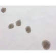 Morphology of Human Preadipocyte spheroids at day 1 post thaw