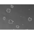3D human proximal renal tubular epithelial spheroids at day 3 post thawing