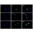 Immunostaining of the human Sertoli cell spheroids with the Sertoli cell markers SOX9 and GATA4 and tight junction marker Claudin-5.