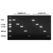 Recovery of DNA fragments. DNA fragments were excised and purified with either supplier Q’s or ScienCell’s gel extraction kit per ¬manufacturer’s recommendations. The gel purified samples were resolved on a 1% agarose gel.
