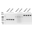 Plasmid DNA MiniPrep Kit
