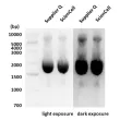 Plasmid DNA MiniPrep Kit
