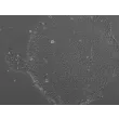 StemCryo®
