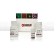 Total Antioxidant Capacity Assay