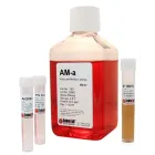 Astrocyte Medium-animal