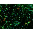 Human Pluripotent Stem Cell derived-Glutamatergic Neurons immunostained for vGLUT1 (red) and beta tubulin III (green) 200X
