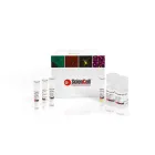 Telomerase Activity Quantification qPCR Assay Kit