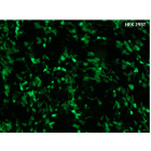 HEK293T cells transfected with GFP using UniFectagen, 24h post-transfection.
