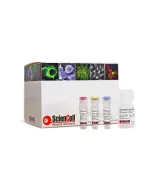Absolute Human Telomere Length Quantification qPCR Assay Kit
