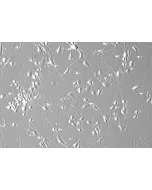 Human Cerebellar Granule Cells (HCGC) - Phase contrast, 200x.
