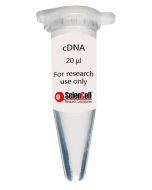 Human Retinal Astrocyte cDNA