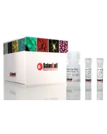 Relative Human Mitochondrial DNA Copy Number Quantification qPCR Assay Kit