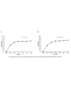 CRE/CREB Dual Reporter Vector
