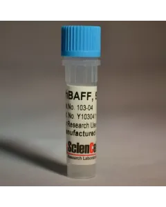 Recombinant Human B Cell Activating Factor 