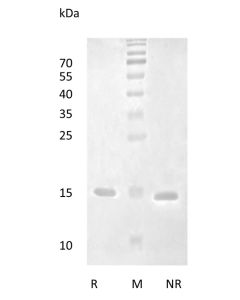 Recombinant Human Brain-Derived Neurotrophic Factor