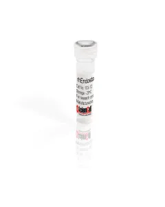 Recombinant Human Endostatin