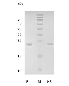 Recombinant Human Fibroblast Growth Factor 8
