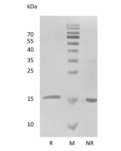 Recombinant Human Interferon-alpha2a