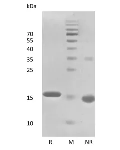 Recombinant Human Interferon-alpha2b 